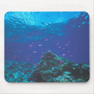 Mousepad Austrália, Grande Barreira de Coral. Enxame de Rox