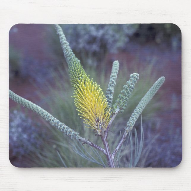 Mousepad Austrália, NT, perto de Ayers Rock. Flora de prima (Frente)