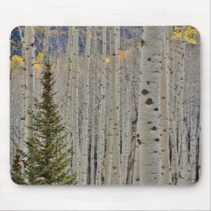 Mousepad Autumn Aspen Groves   Montanhas Colorado Rocky