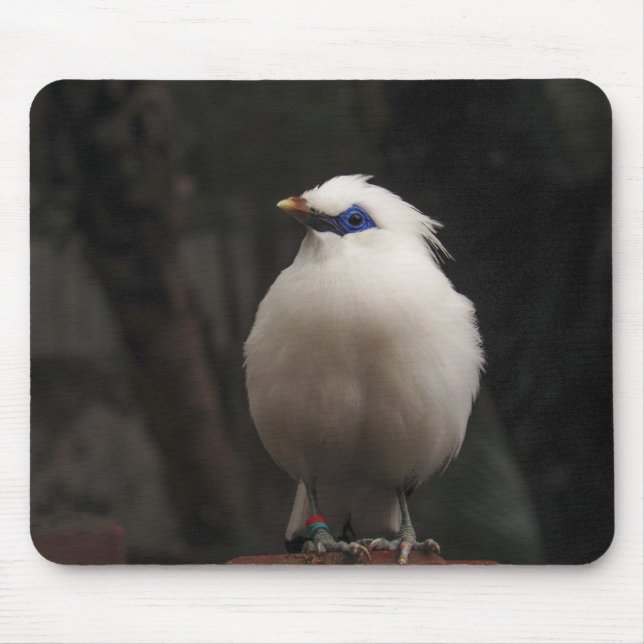Mousepad ave, animal, natureza (Frente)