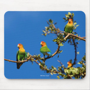 Mousepad Ave-de-cara-pinha