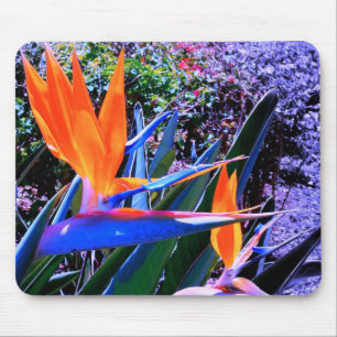 Mousepad Ave do Paraíso Havaí
