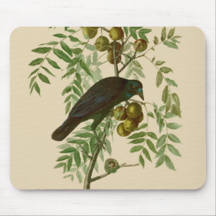 Mousepad Ave Negra Americana da Audubon