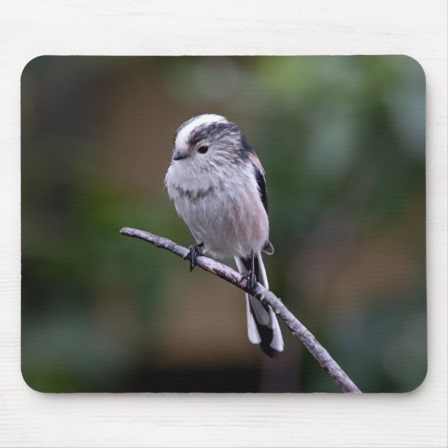 Mousepad ave, teta de cauda longa, animal (Frente)