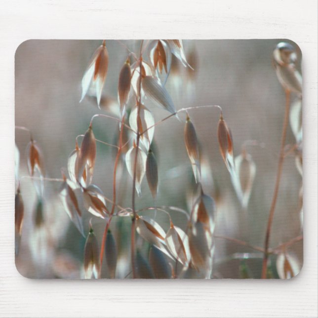 Mousepad Aveia De Ripe (Avena Sativa) Fechar. Ceres, Boland (Frente)