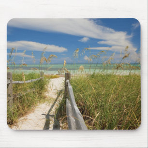Mousepad Aveia do mar Uniola paniculata) crescendo pela pra