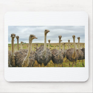 Mousepad avestruz