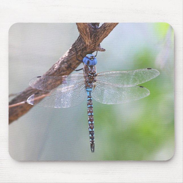 Mousepad Azul - Dragonfly Darner (Frente)
