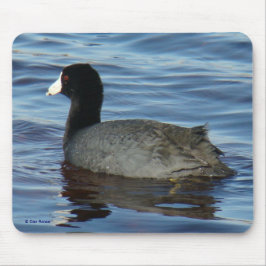 Mousepad B27 Galeirão-comum