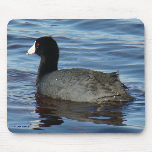 Mousepad B27 Galeirão-comum (Frente)