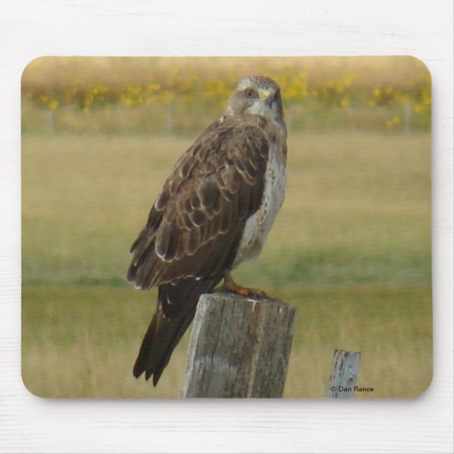 Mousepad B33 Falcão-de-swainson (Frente)