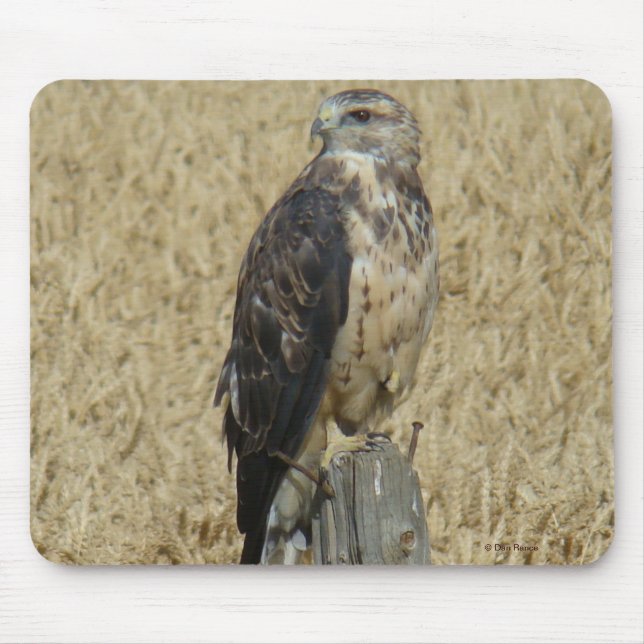 Mousepad B36 Falcão Ferrugíneo em Campo de Trigo (Frente)