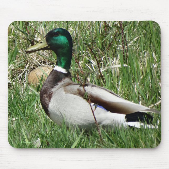 Mousepad B55 Mallard Duck Drake Greenhead na Grama (Frente)