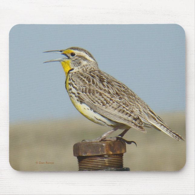Mousepad B6 Sturnella neglecta (Frente)