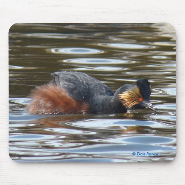 Mousepad B8 Eared Grebe Cortejando (Frente)