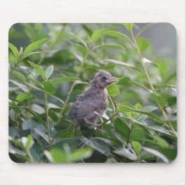 Mousepad Baby Cardinal