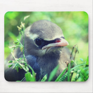 Mousepad Baby Cedar Waxwing Bird Nature