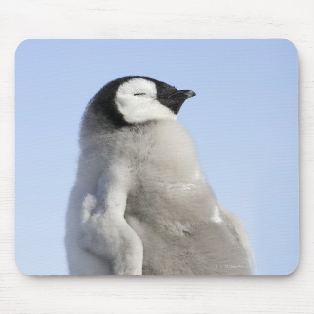 Mousepad Baby Imperor Penguin, Ilha Snow Hill (Frente)
