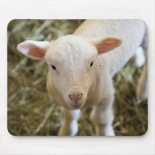 Mousepad Baby Lamb (Frente)