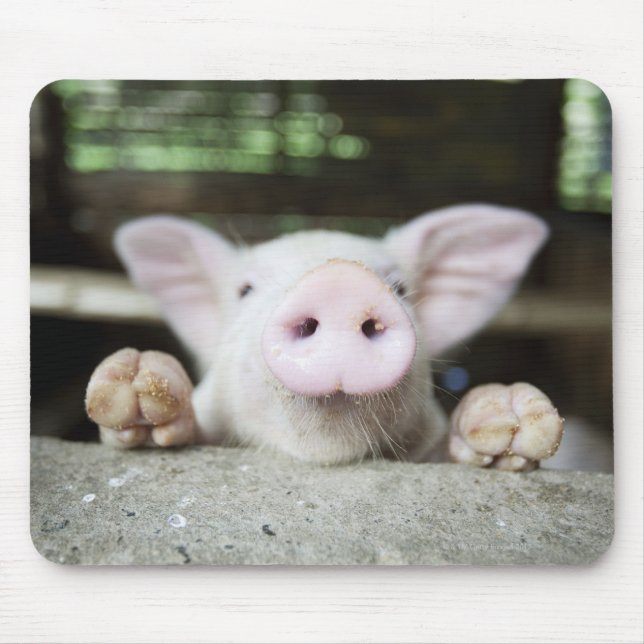 Mousepad Baby Pig in Caneta, (Frente)
