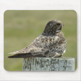 Mousepad bacurau-norte-americano
