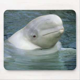 Mousepad Baleia Beluga, Delphinapterus leucas)