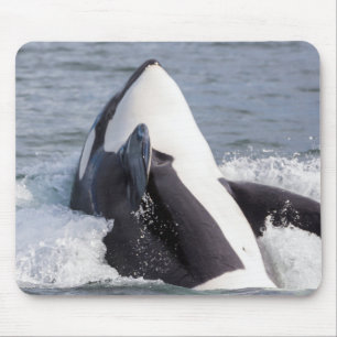 Mousepad Baleia orca saltando fora da água