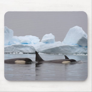 Mousepad baleias assassinas (orcas), Orcinus orca, vagem