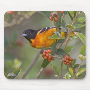 Mousepad Baltimore Oriole