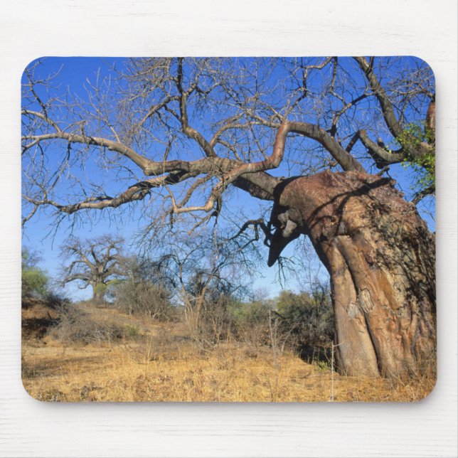 Mousepad Baobá (Adansonia Digitata), Parque Nacional Kruger (Frente)