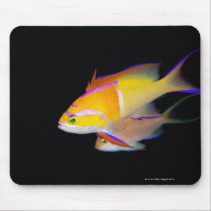 Mousepad Bar branco Anthias