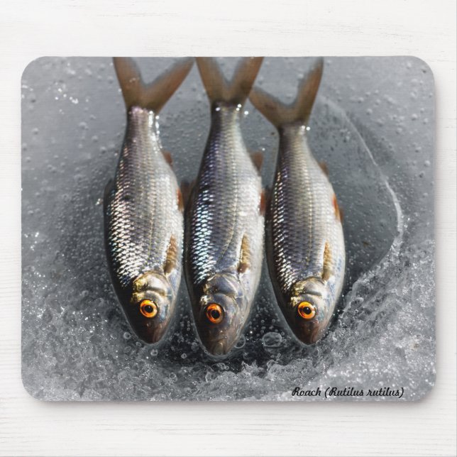 Mousepad Barata (Frente)