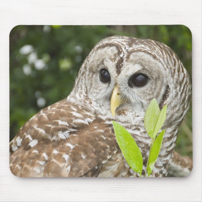 Mousepad Barred Owl (Frente)