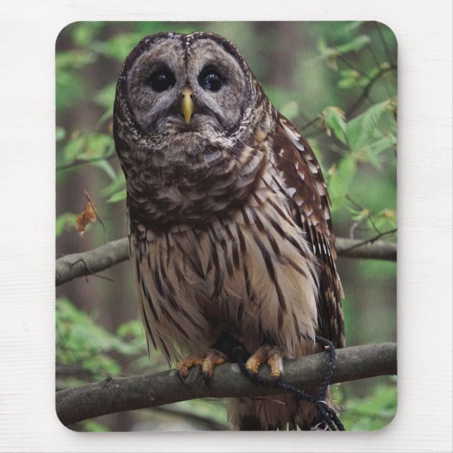 Mousepad Barred Owl (Frente)