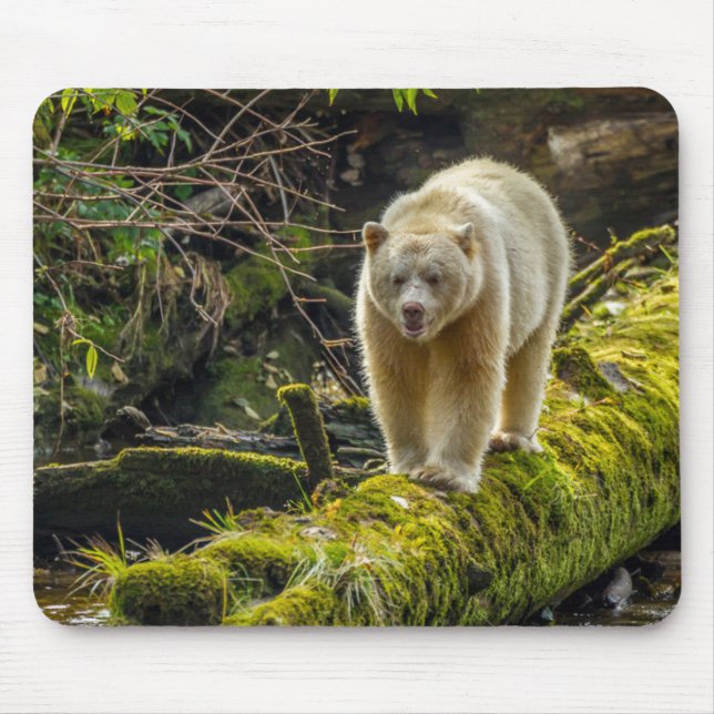 Mousepad Bear Espírito Branco | Colúmbia Britânica, Canadá (Frente)