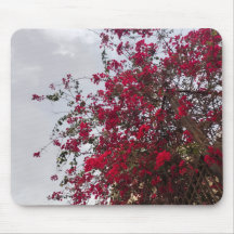 Beautiful red Bougainvillea Flowers & Cloudy Sky 