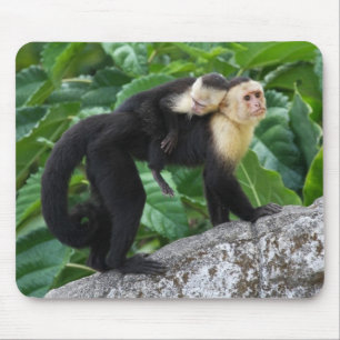 Mousepad Bebê adulto do carregando do macaco do Capuchin e