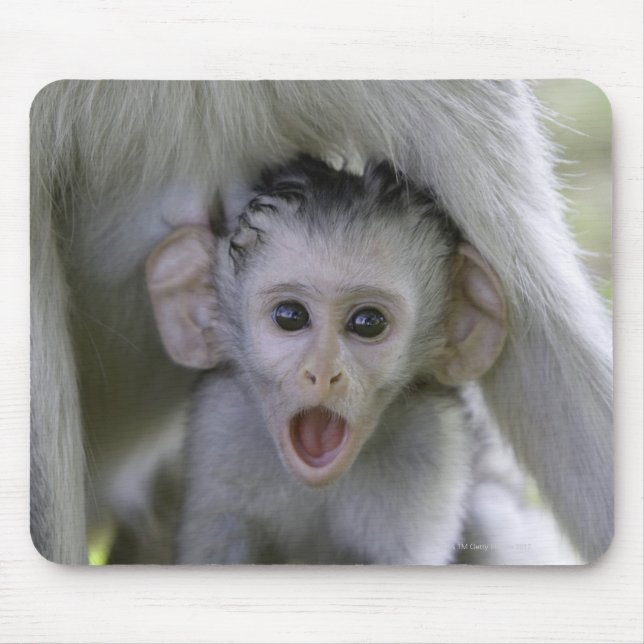 Mousepad Bebê babuíno debaixo da mãe (Frente)