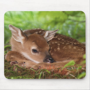 Mousepad Bebê de cervo-de-cauda-branca com dois dias de ida