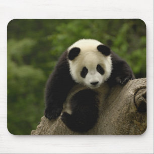 Mousepad Bebê de panda gigante