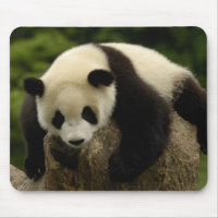 Bebê de panda gigante (Ailuropoda melanoleuca)