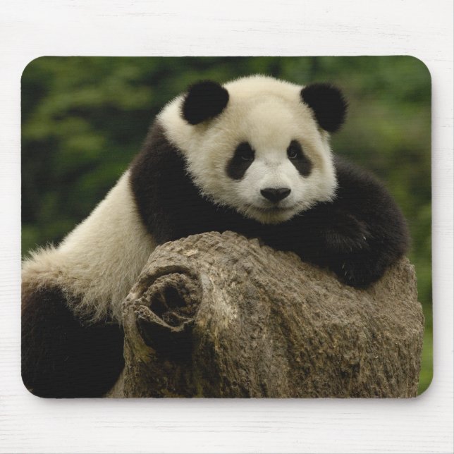 Mousepad bebê de panda gigante (Ailuropoda melanoleuca) (Frente)