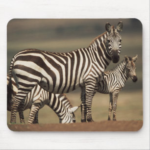 Mousepad Bebê de zebra-de-burchell com a mãe