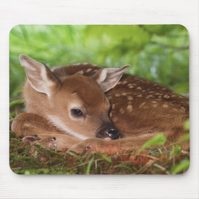 Mousepad Bebê Deer de dois dias de cauda branca, Kentucky. (Frente)
