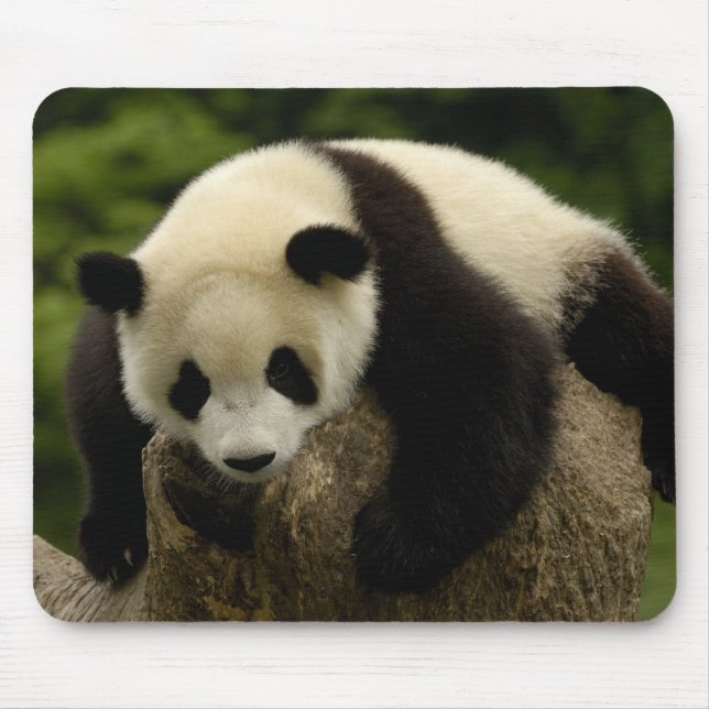 Mousepad Bebê panda gigante (Ailuropoda melanoleuca) (Frente)