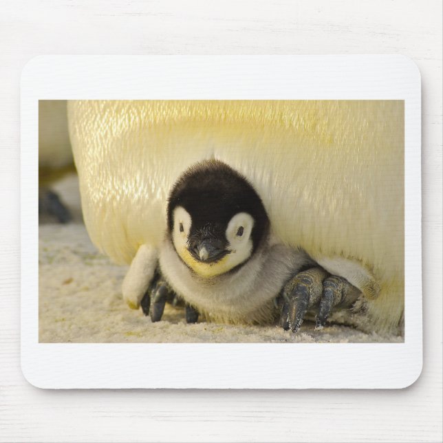 Mousepad Bebê pinguim (Frente)