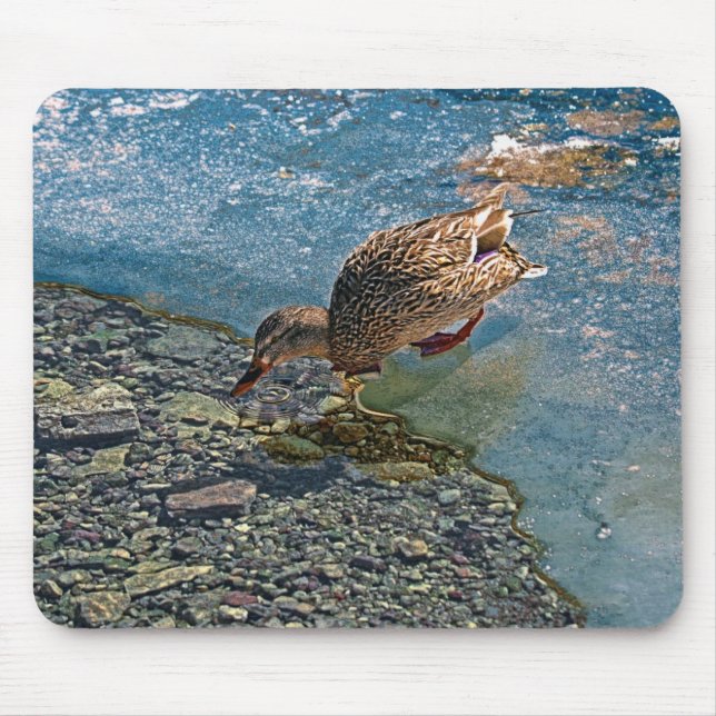 Mousepad Bebendo Female Mallard Duck Birdlover Wildlife (Frente)