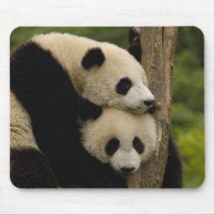 Mousepad bebês de panda gigante Ailuropoda melanoleuca)