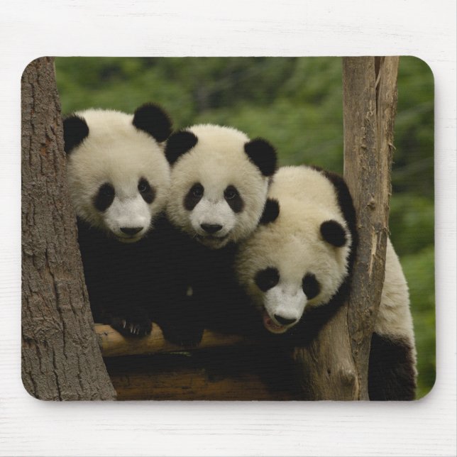 Mousepad bebês de panda gigante Ailuropoda melanoleuca) (Frente)