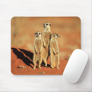 Mousepad Bebês Mais Pobres 3 Meerkats